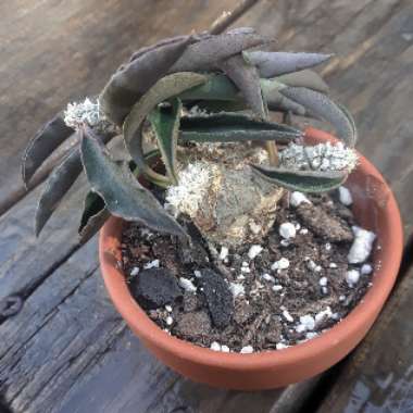 Euphorbia Ambovombensis