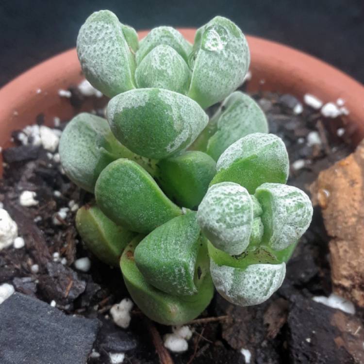 Plant image Crassula deceptor syn. Crassula deceptrix