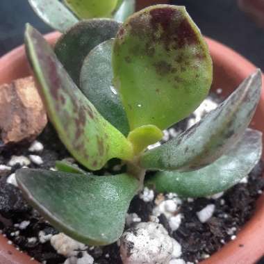 Adromischus