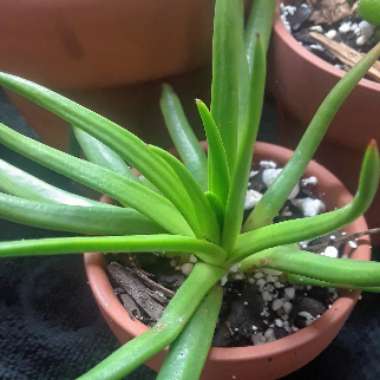 Glottiphyllum Longum