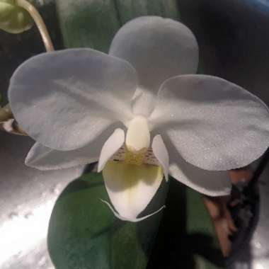 Phalaenopsis