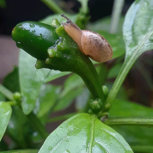 Plant image Capsicum Annuum 'Mammoth Jalapeno Pepper'