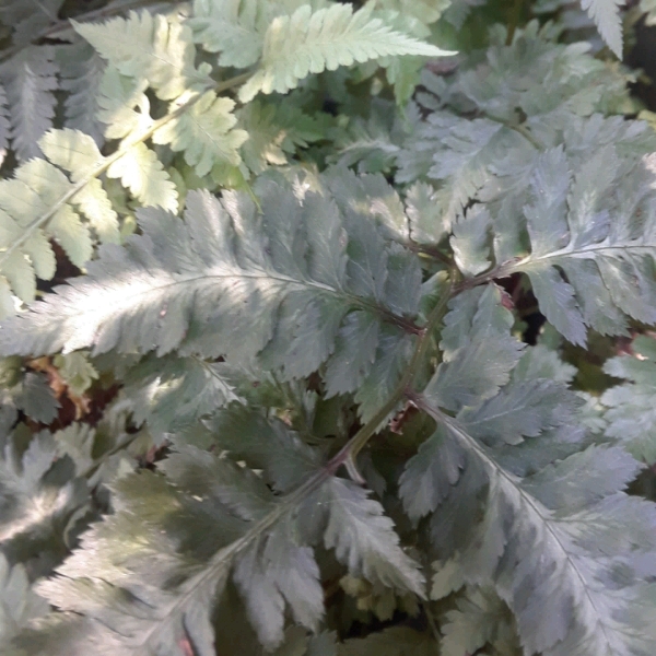 Plant image Athyrium niponicum 'Red beauty'