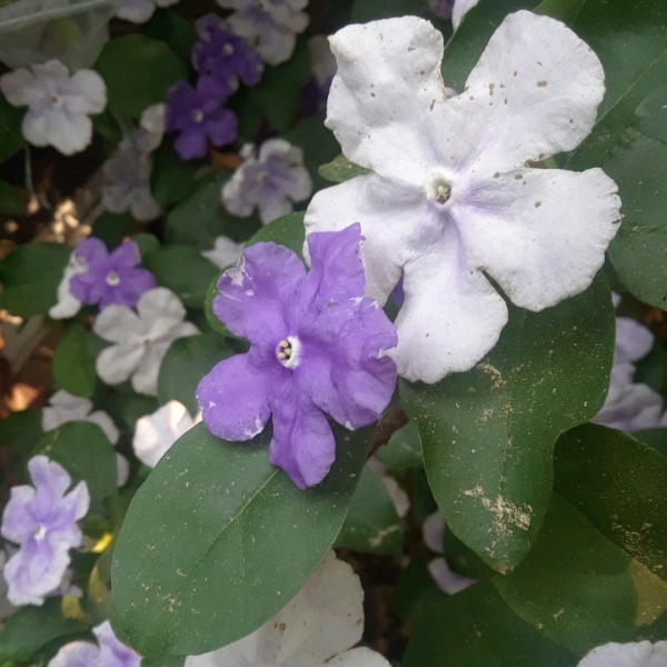 Plant image Brunfelsia pauciflora syn. Brunfelsia calycina