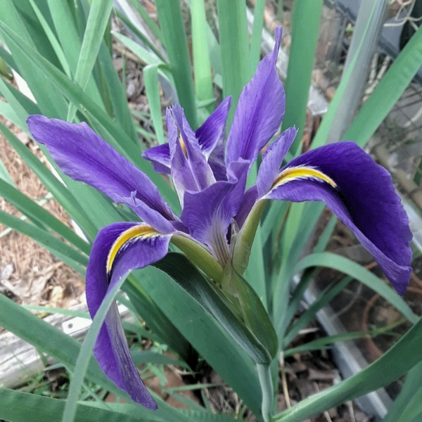 Plant image Iris