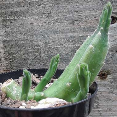 Stapelia Leendertziae