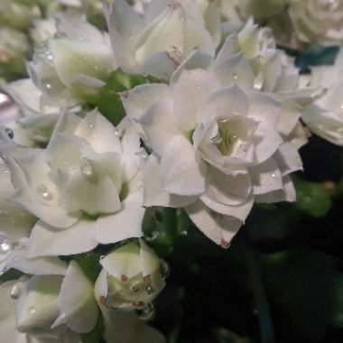 Kalanchoe Blossfeldiana