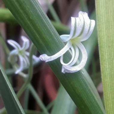 Haworthiopsis attenuata var. attenuata 'Striata' syn. Haworthia attenuata 'Striata'