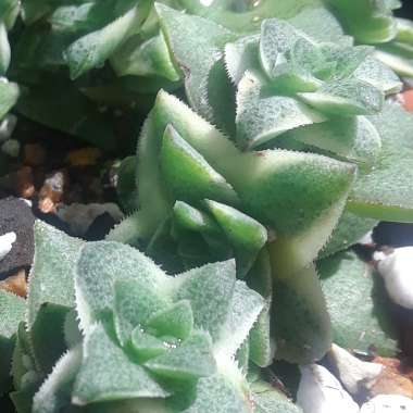 Crassula Perforata Variegata