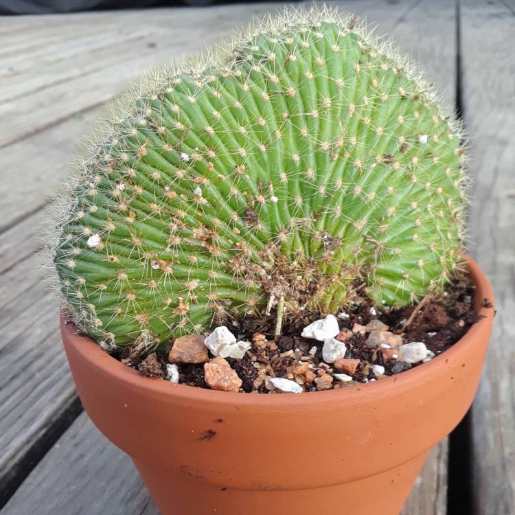 Plant image Trichocereus huascha cristata