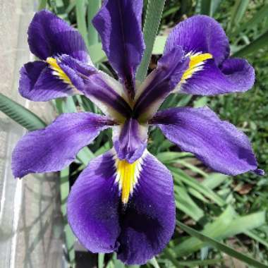 Iris