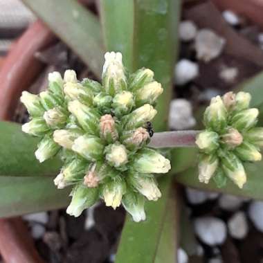 Glottiphyllum Longum