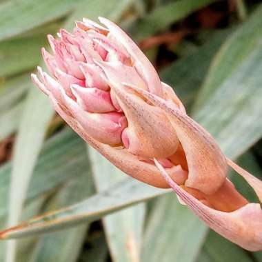 Hesperaloe Parviflora