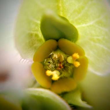 Euphorbia Succulents