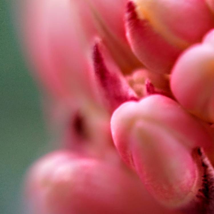 Plant image Hesperaloe Parviflora