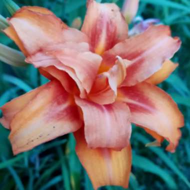 Hemerocallis fulva 'Kwanso' syn. Hemerocallis 'Kwanso'