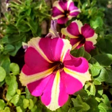 Petunia surfinia 'Mini trailing'