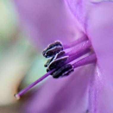 Capsicum annuum 'Jigsaw'