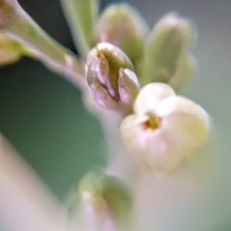 Plant image Kalanchoe 'Marmorata'