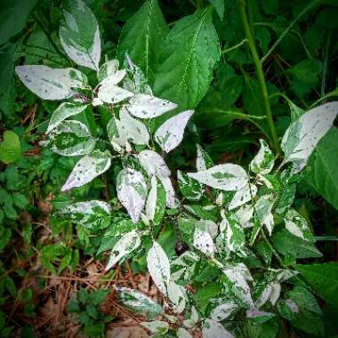 Capsicum annuum 'Jigsaw'