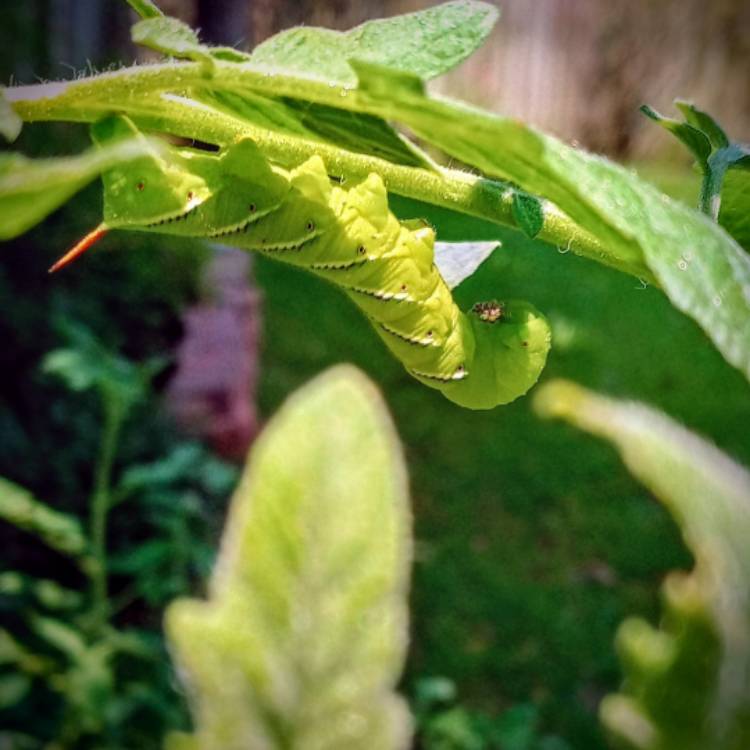 Plant image Solanum Lycopersicum 'Green Zebra'