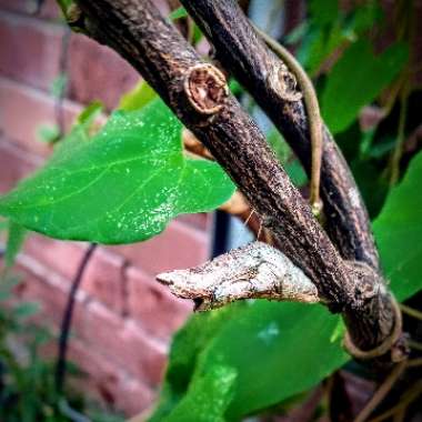 Citrus reticulata syn. Citrus tangerina