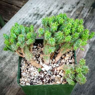 Euphorbia submammillaris var. pfersdorfii