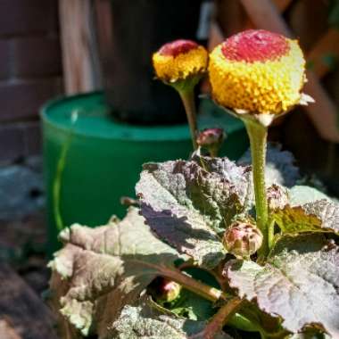 Acmella oleracea syn. Spilanthes oleracea  ; Spilanthes acmella