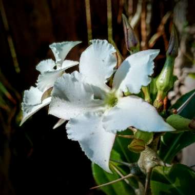 Pachypodium Saundersii