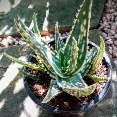 Aloe 'Coral Fire'