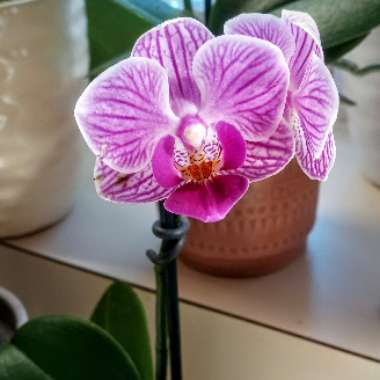 Phalaenopsis