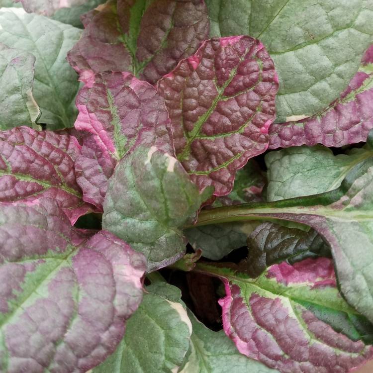 Plant image Ajuga reptans 'Burgundy Glow'