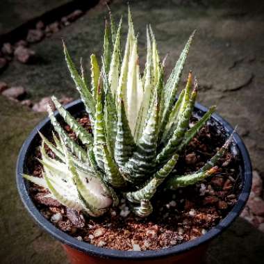 Haworthia fasciata var. variegata