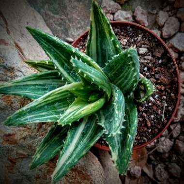 Aloe nobilis variegata