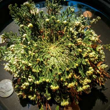 Selaginella lepidophylla syn. Lycopodium lepidophyllum