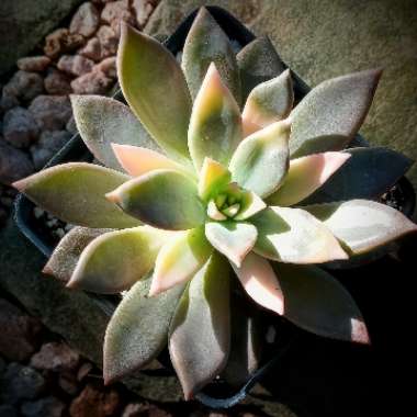 Graptopetalum Paraguayense subsp. Paraguayense Variegata