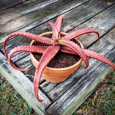 Aloe cameronii