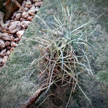 Tillandsia recurvata