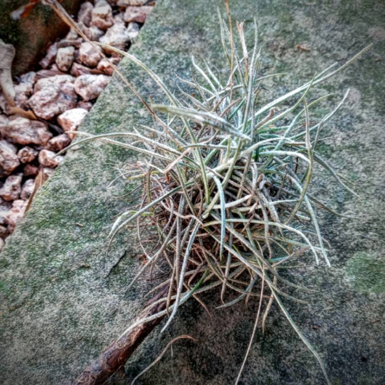 Plant image Tillandsia recurvata