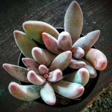 x Pachysedum 'Ganzhou'