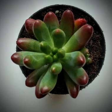 Sedum 'Pachyphyllum Hybrid