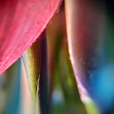 Billbergia nutans