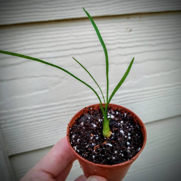 Plant image Beaucarnea recurvata