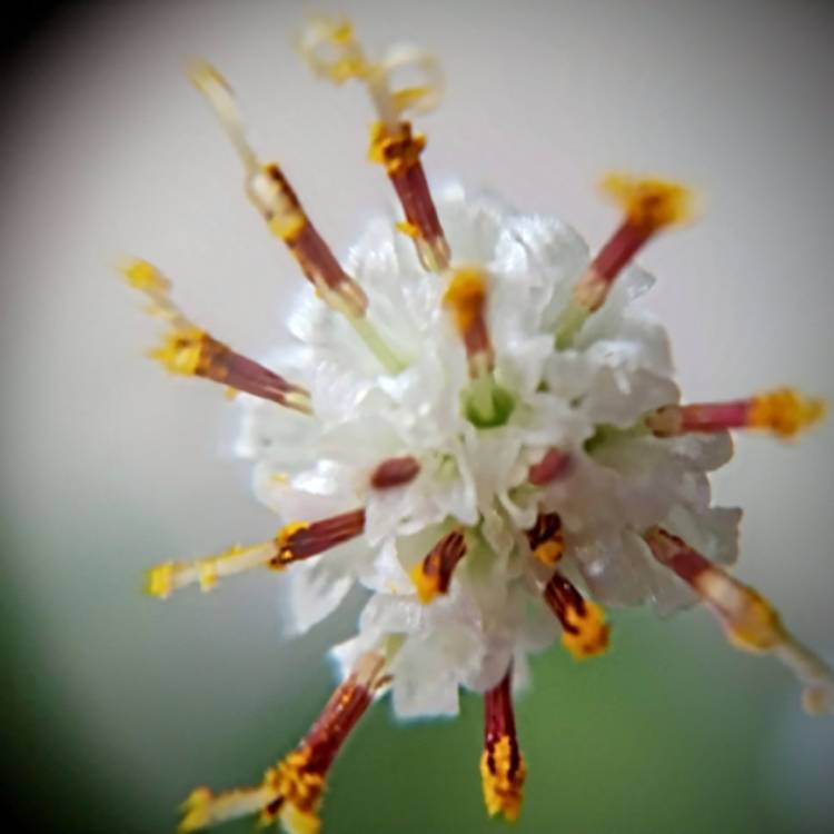 Plant image Senecio radicans