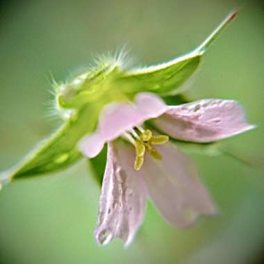 Geranium carolinianum