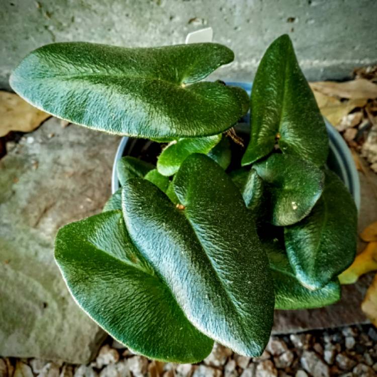 Plant image Hemionitis arifolia