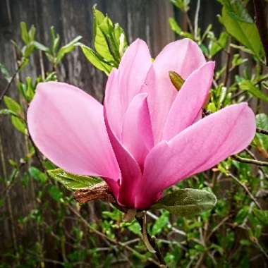 Magnolia liliiflora x stellata