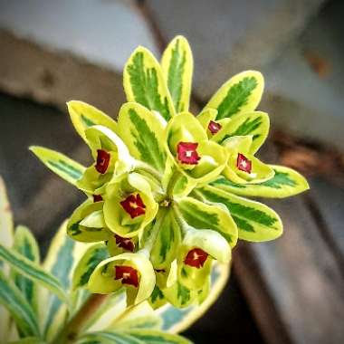 Euphorbia x martini 'Ascot Rainbow'