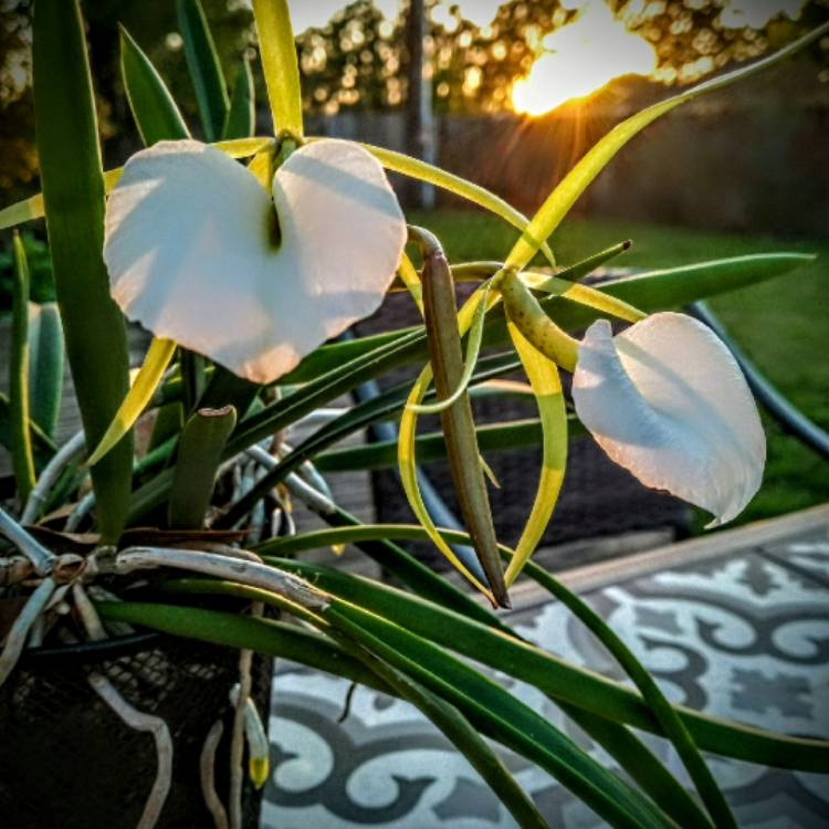 Plant image Brassavola nodosa hybrida 'Little Stars'