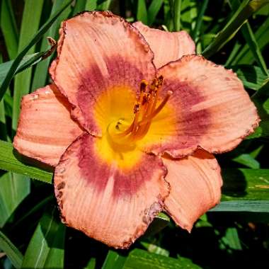 Hemerocallis 'Strawberry Candy'